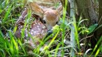 srnec mládě fawn-6260825 1280